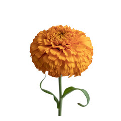 Vibrant orange marigold bloom on stem, PNG