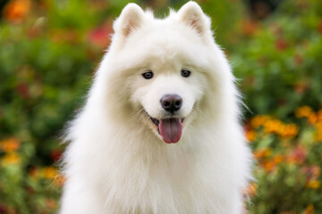 Samoyed Dog in Blooming Garden