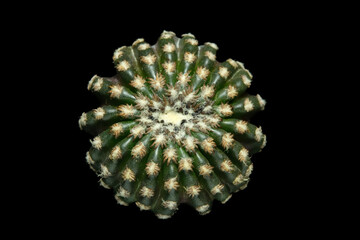 Close up top view of Discocactus horstii cactus plant. Isolated on black background color