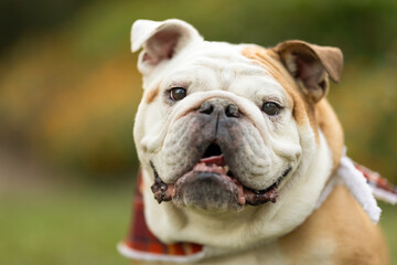Smiling Bulldog in Garden