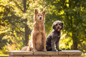 Two Dogs Sitting on Stone Bench Outdoors