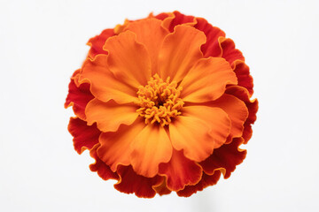 Vibrant orange marigold flower in full bloom, showcasing layered petals radiating from a yellow core to reddish edges against a clean white background, symbolizing nature and beauty.