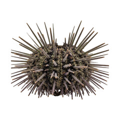 Close-up of a spiky, round marine creature with long, sharp spines on black