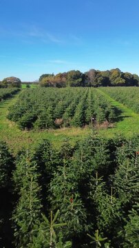 Drone footage of Danish Christmas tree farm with symmetrical rows of fir trees. Ideal for nature, holiday, and agriculture themes