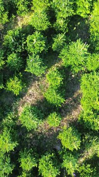Drone footage of Danish Christmas tree farm with symmetrical rows of fir trees. Ideal for nature, holiday, and agriculture themes