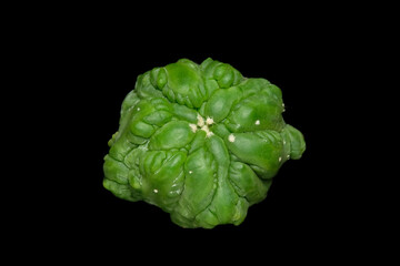 Close up, top view of Astrophytum asterias kikko nudum lizard skin cactus plant. Isolated on black backgroun