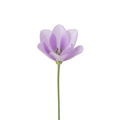 Fototapeta premium Elegant light purple blossom, fully open, on a tall green stem, black backdrop