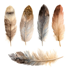 Assorted Feathers Collection isolated on transparent background