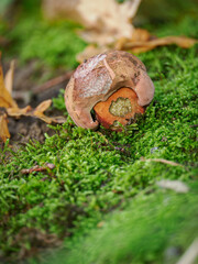 Nibbled small mushroom growing in moss with a brown cap and fleshy stem.
