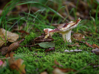 Nibbled gilled mushroom growing in moss with reddish remnants of its cap.
