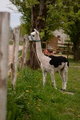 Obraz premium Alpaca grazing near farm field