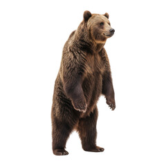 Fototapeta premium Large brown bear standing upright on hind legs, isolated on black, looking right
