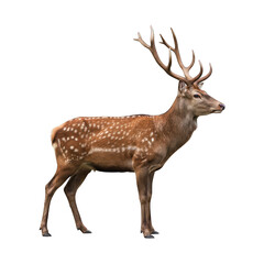 Fototapeta premium Majestic brown deer with impressive antlers stands in profile, isolated on black