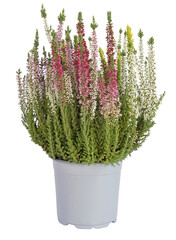 Pot de bruyères calluna trois coloris	