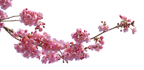 Cerisier du Japon en fleurs