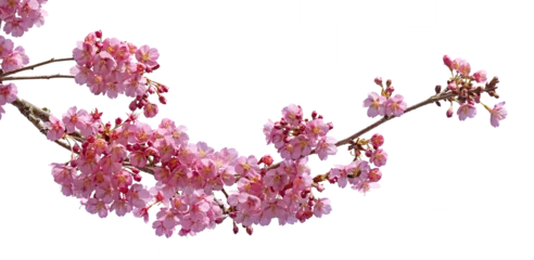 Fototapete Rund Musik Cerisier du Japon en fleurs  © hcast