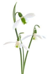 Galanthus nivalis	