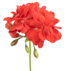 Fleur de Géranium zonal rouge