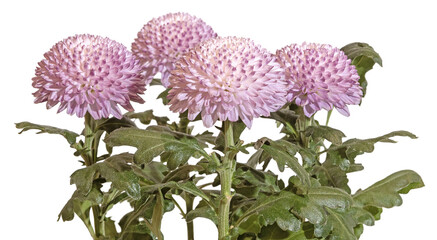 Chrysanthemum pompon rose