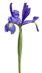 Iris bleu de Hollande	