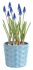 Muscari en pot