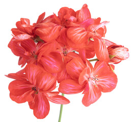 Fleur de Géranium zonal rouge