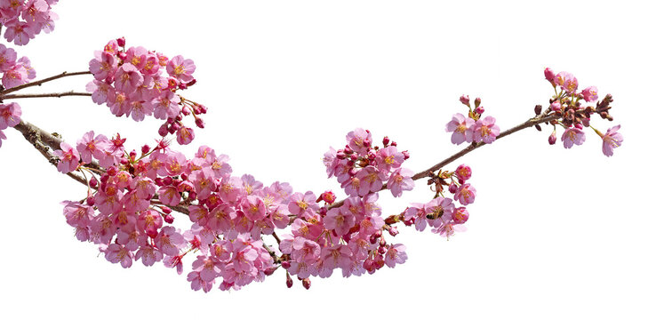 Cerisier du Japon en fleurs