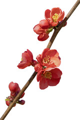 Fleurs de Chaenomeles japonica	