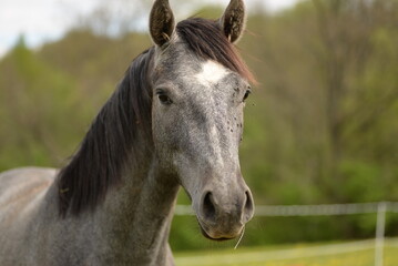 Obraz premium Gray horse head close-up with white blaze