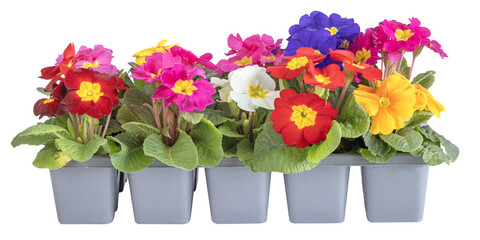 Barquette de primevères	