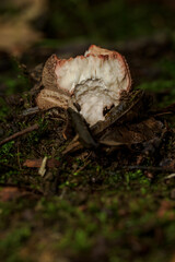 Nibbled cap of a blusher mushroom growing in moss.
