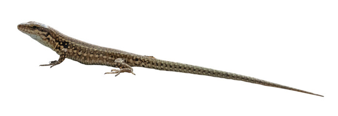 Lézard des murailles	