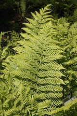 Dryopteris cycadina