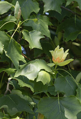 Liriodendron tulipifera en fleur
