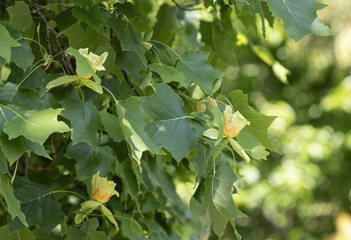 Liriodendron tulipifera en fleur