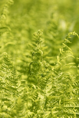 Pousse de feuille de fougère