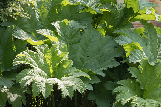 Gunnera tinctoria