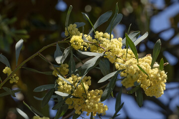 Acacia retinodes en fleurs