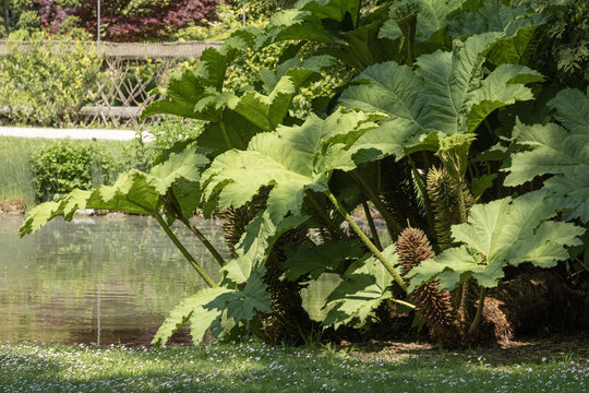 Gunnera tinctoria
