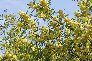Acacia retinodes en fleurs