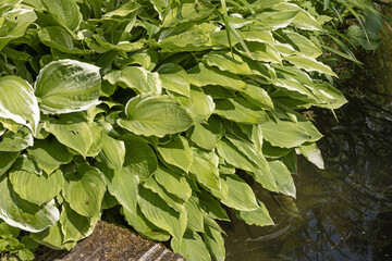 Hosta patriot	au bord de l'eau