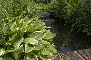 Hosta patriot	au bord de l'eau