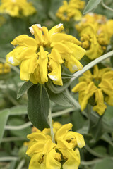 Phlomis fruticosa	
