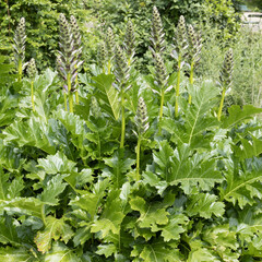Acanthus mollis	