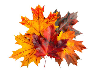 Fototapeta premium autumn maple leaves isolated on transparent background