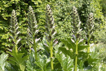 Acanthus mollis	