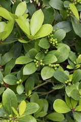 Skimmia
