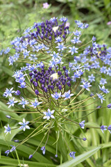 Scilla peruviana	
