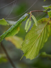 Three small green unripe pollen catkins on a hazel twig with green leaves.
