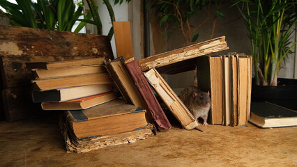 An antique old books and brown, gray rat.